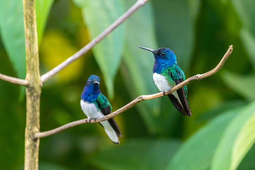 Caribbean-Trinidad-Asa Wright Nature Center Male white-necked jacobin hummingbirds on limb